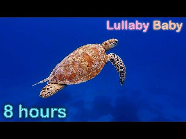  8 HOURS  UNDERWATER SOUNDS with MUSIC   NO ADS  SEA TURTLES Swimming  Relaxing Sleep Music