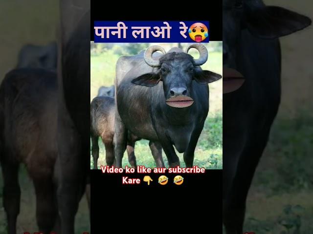 पानी लाओ रे        | COW VIDEO'S   |  gay Bhains bolane wala video Pani pilao Re | #reels #shorts