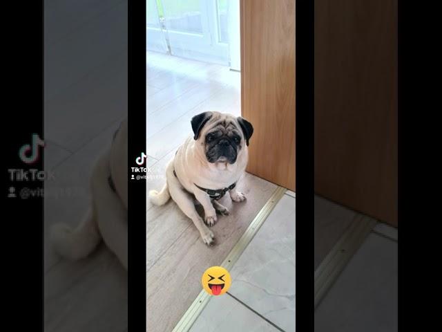 Мопс