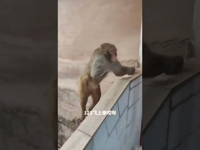 У них ноги как #animal #monkey # #nature #natureanimals #monkey #обезьяна #funnymonkey #monkeyvideo