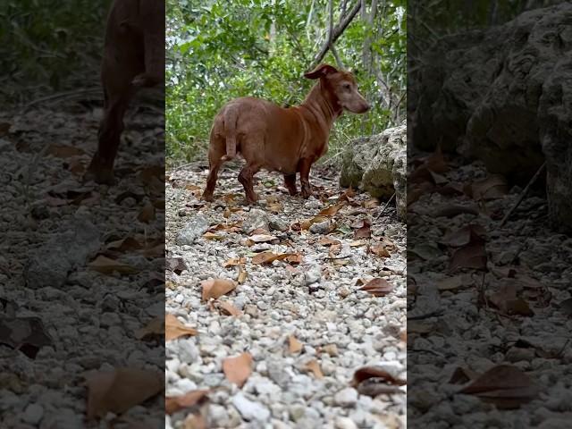 ️Browny wiener dog storm rider!!!️🫡#shorts  #vibes #steelofunkboogi! Snoop dogg is everywhere!