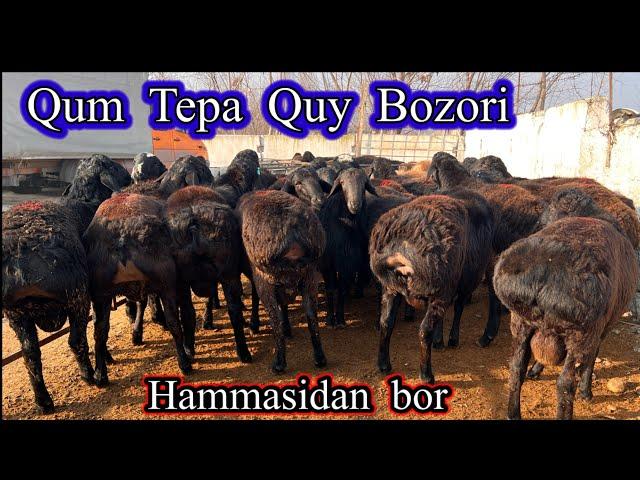 QUM TEPA  QUY QUCHQOR  BOZORI  NARXLARI .Hammasidan bor 26,12,2024