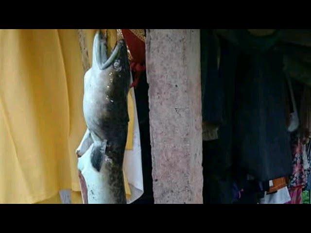 Hasil ngebolang  dapat ikan patin / julit besar