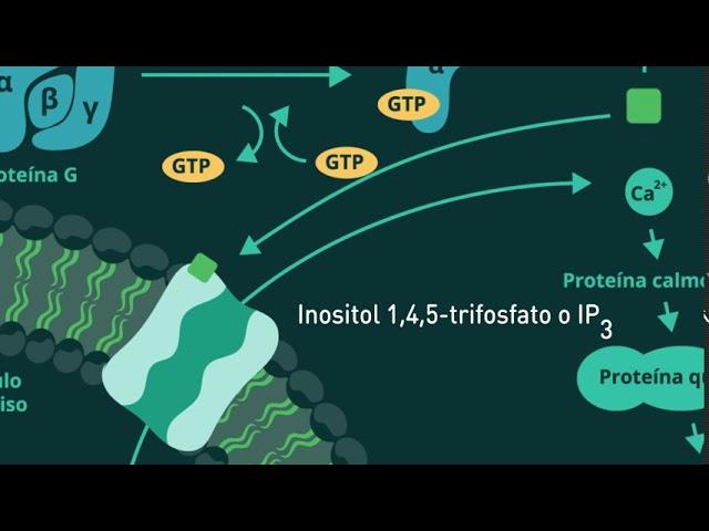 Receptores acoplados con proteína G y segundos mensajeros derivados de fosfatidilinositol