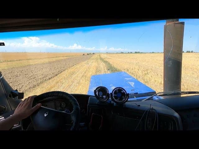 ЖАРА +40, ВСЕ КИПЯТ – А Я ПАШУ! | Трактор К-700 с кабиной Renault Magnum