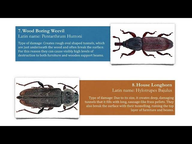 11 Types of Wood Boring Insect