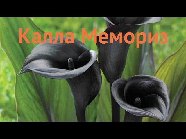 Калла обыкновенная Мемориз (calla memories)  калла Мемориз обзор: как сажать луковицы каллы Мемориз