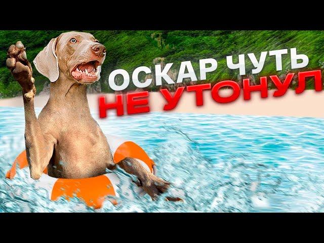 ОСКАР ЧУТЬ НЕ УТОНУЛ В РЕКЕ 