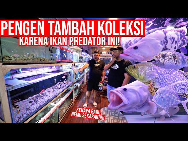 BIKIN NAMBAH KOLEKSI!!! IKAN PREDATOR MONSTER LANGKA GANAS DAN CANTIK GUYS!!!