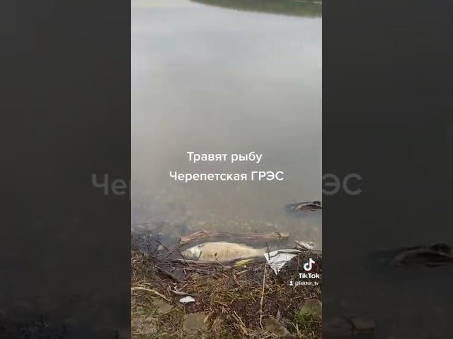 Травят рыбу. Черепетское водохранилище. Черепетская ГРЭС