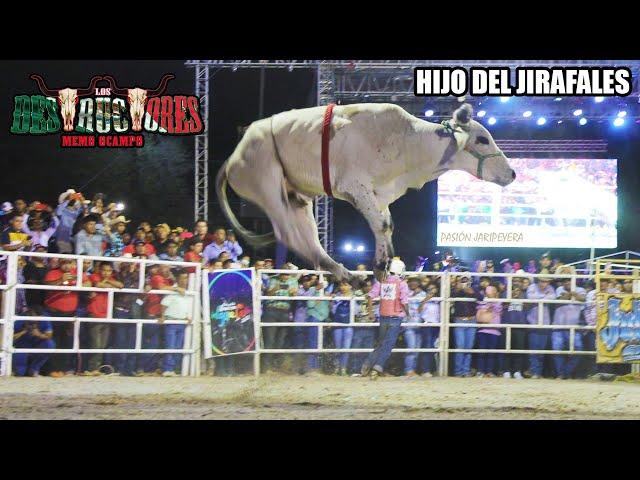 Toro Volador hijo del Jirafales 20 TOROS DE RANCHO LOS DESTRUCTORES EN IGUALA GUERRERO 2023 |Jaripeo