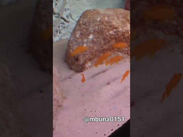 msobo magunga in a family clutch love to see the generations together #mbuna #malawicichlid
