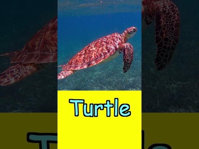 High Speed Flash Card - Ocean Animals; Heguru, Shichida; Right Brain Stimulation Training