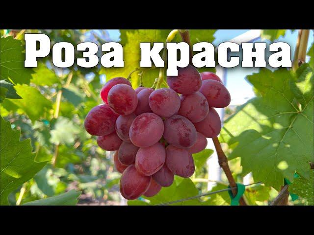 Роза красна - мускатна красуня. Нова гібридна форма селекції Калугіна