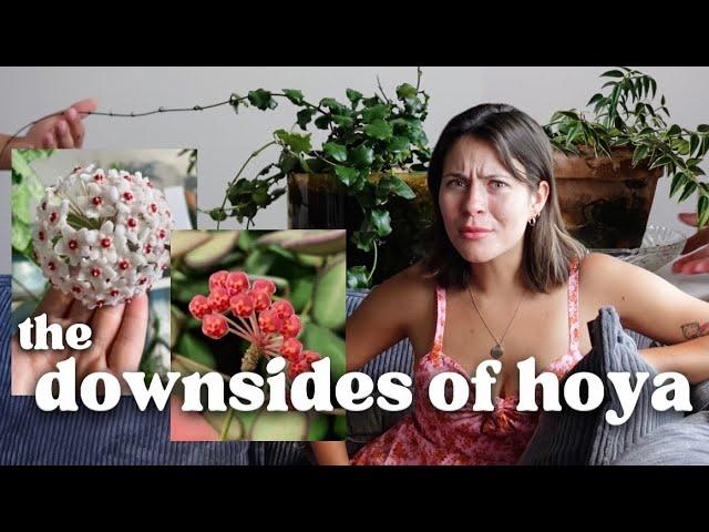 Why I DISLIKE Hoya Houseplants GRRRR