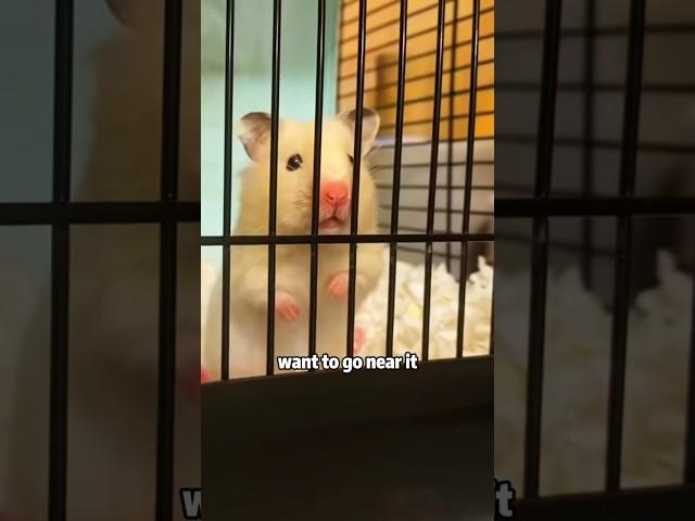 What to do if your dad hates hamsters  #shortvideo #loverescue #cute #lovestory #animals #dad