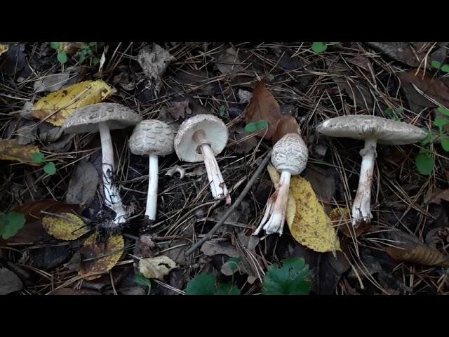 Гриб-зонтик краснеющий (Macrolepiota  rhacodes) - хороший гриб