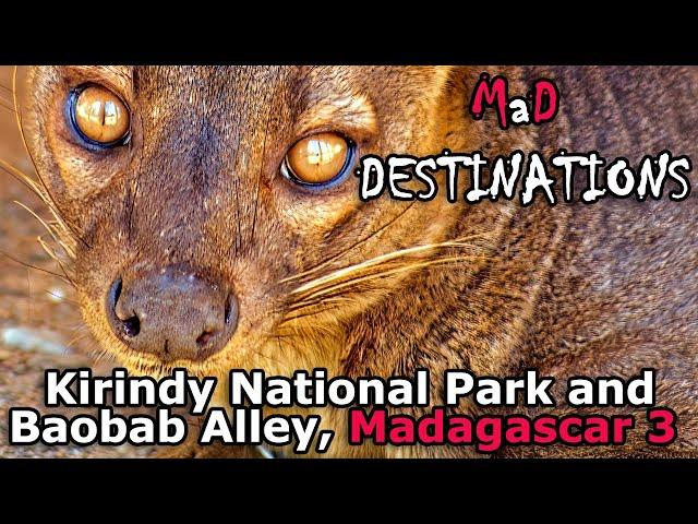 Kirindy Forest and Baobab Alley - Madagascar Pt 3