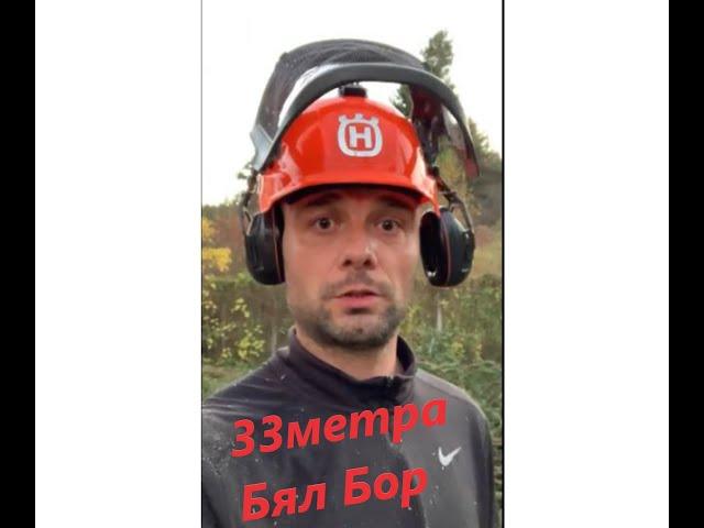 Най високото дърво което съм рязал!!