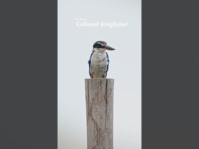 Collared kingfisher birding