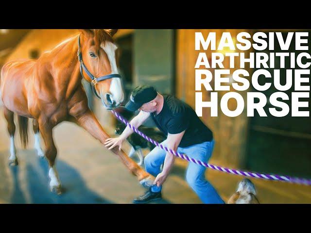 Massive ARTHRITIC Rescue Horse "Duniki" Gets Pain Relief with Chiropractic!