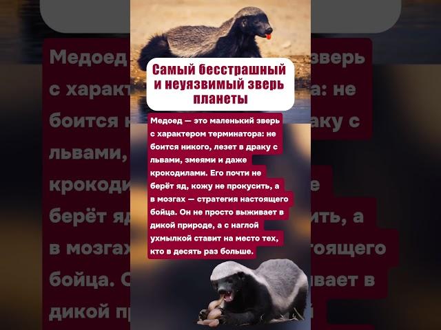 САМЫЙ БЕССТРАШНЫЙ И НЕУЯЗВИМЫЙ ЗВЕРЬ ПЛАНЕТЫ #животные #факты #интересное