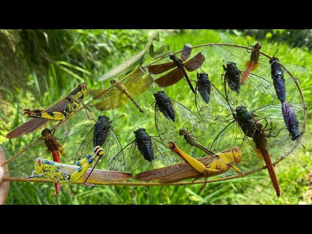 cicada:hunting summer song bugs|grasshoppers|dragonflies|praying mantises