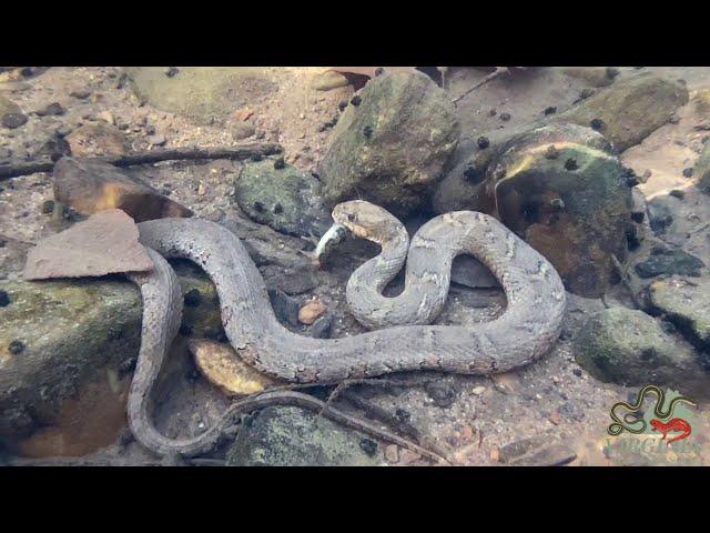 Northern Watersnake (Nerodia sipedon sipedon) with Banded Sculpin (Cottus carolinae)