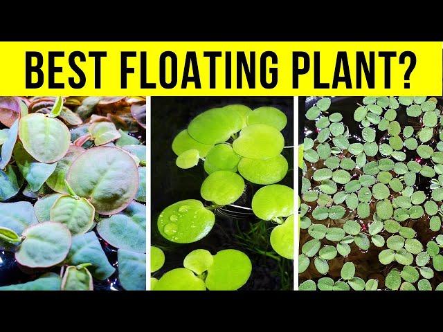 Top 5 Floating Plants to Get Rid of Algae in Your Aquarium