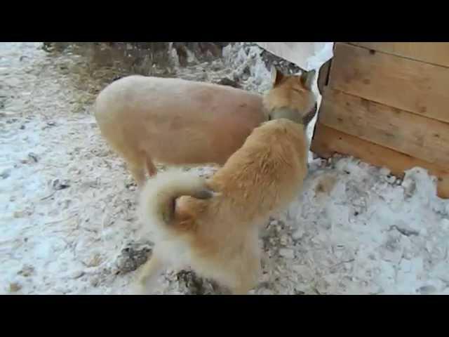 Удивительно!собака и свинья дружат.