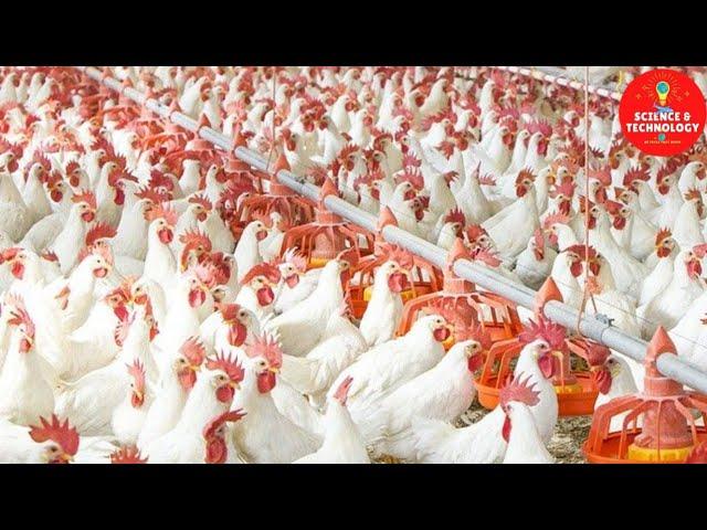 Amazing High-Tech Poultry Farm Produce more than 260 million Chickens a year, 1.5 million eggs daily