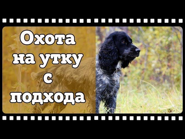 Охота. Заметки охотника #5. За уткой с русским спаниелем с подхода. Рюкзак РД-54. Hunting in russia