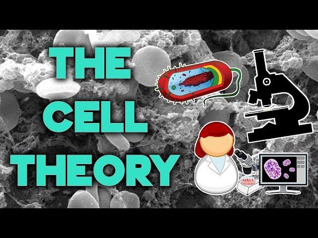 The Cell Theory | Complete Breakdown in 8 Minutes | Bio 101 | STEMstream