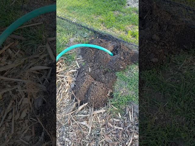 How to get rid of gophers