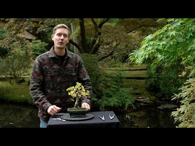 Ginkgo bonsai