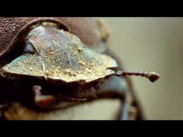 Flight of the Dung Beetle | Narrated by David Attenborough | Operation Dung Beetle | BBC Earth