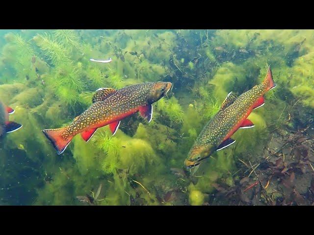 Sight Fishing BROOK TROUT Through the Ice!!(Underwater View)