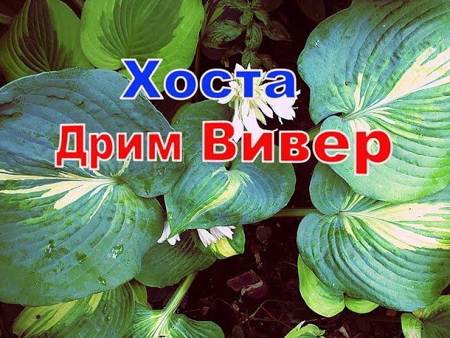 Хоста Дрим Вивер