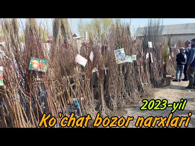 Ko'chat bozor narxlari | Teraklar va meva ko'chatlar narxlari