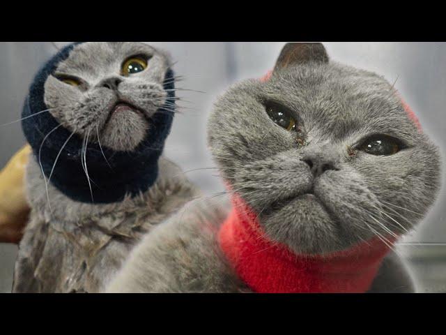 Today I groomed a cat on drugs | One of the funniest cats I've ever met