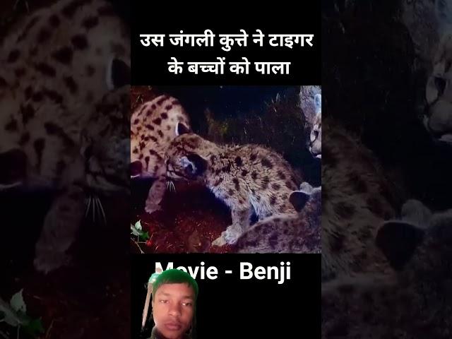 Do tiger ke baccha jungle mein gum ho gaya tha#shorts#viralshort #viralvideos