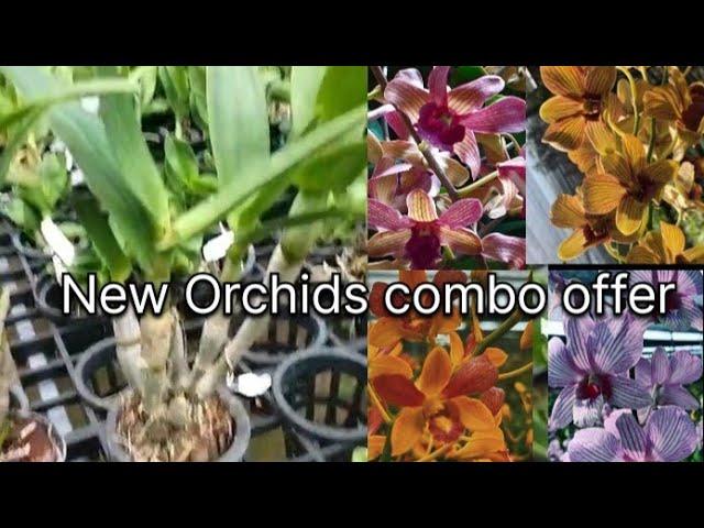 New Dendrobium Orchids| offer sale |New varieties