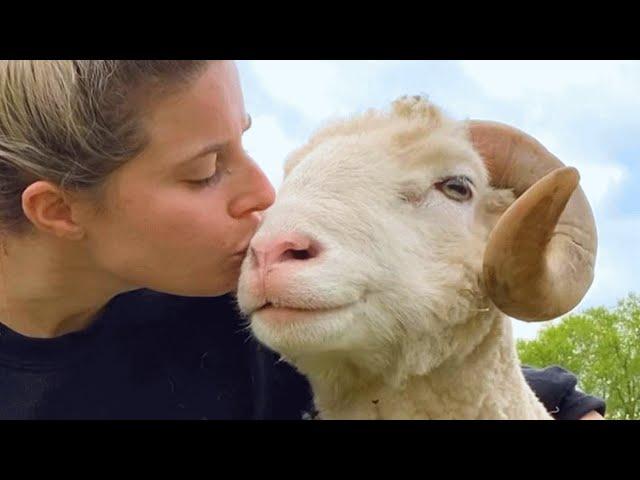 Lonely ram had no friends for 10 years. This woman gave him a family.