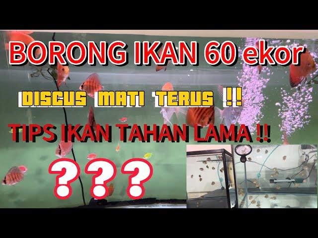 Cara merawat ikan discus - ikan hias - pelihara ikan # fish lover # ikan tahan lama .