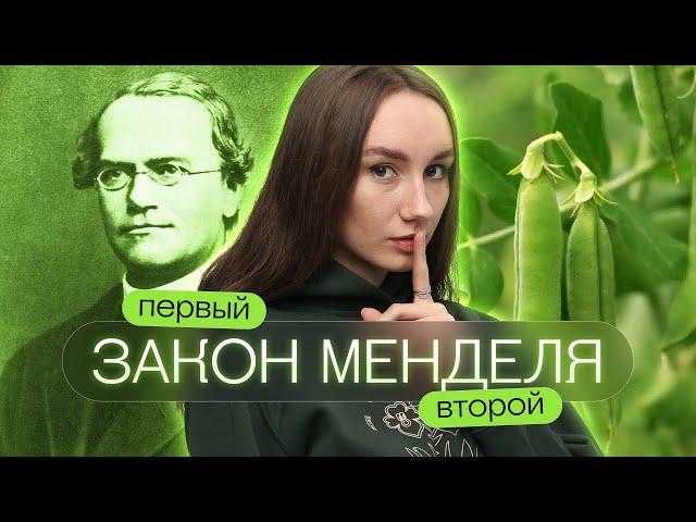 Первый, второй закон Менделя | Катя Грицай | Биология ЕГЭ