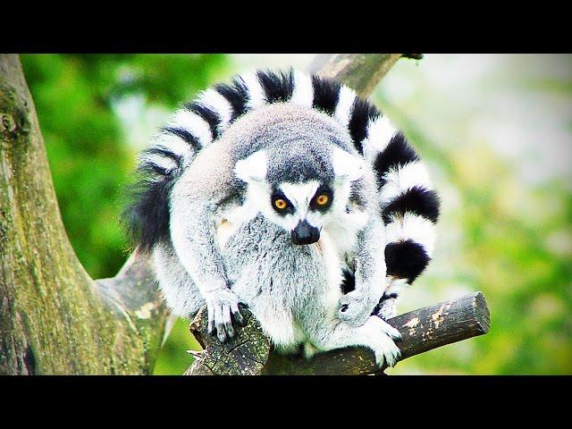 Funny Lemurs  Have Fun Like a Lemur (HD) [Funny Pets]