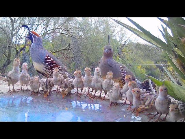 19 Quail Chicks Drinking on a Hot Day