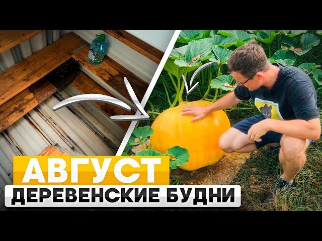 Деревенские будни. Август.