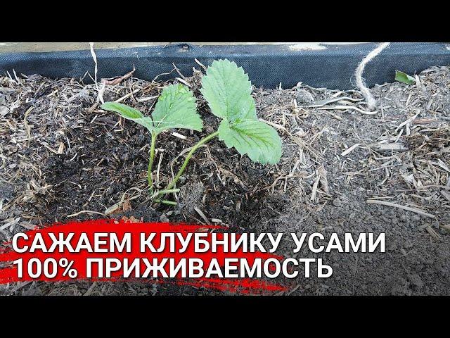 Сажаем клубнику усами. 100% приживаемость