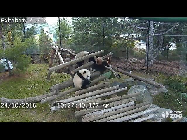 Giant Panda Cub Fall Compilation- Toronto Zoo